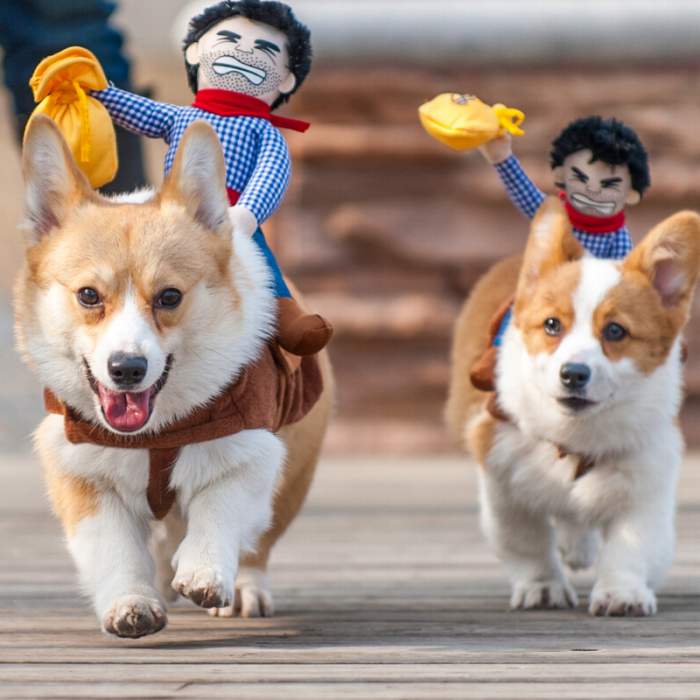 犬 ハロウィン 服 コスチューム コスプレ ペット用 カゥボーイ 人形 おもしろグッズ 変装 フレンチブルドッグ コーギー 小型犬 中型犬 大型犬 KM560G NEW